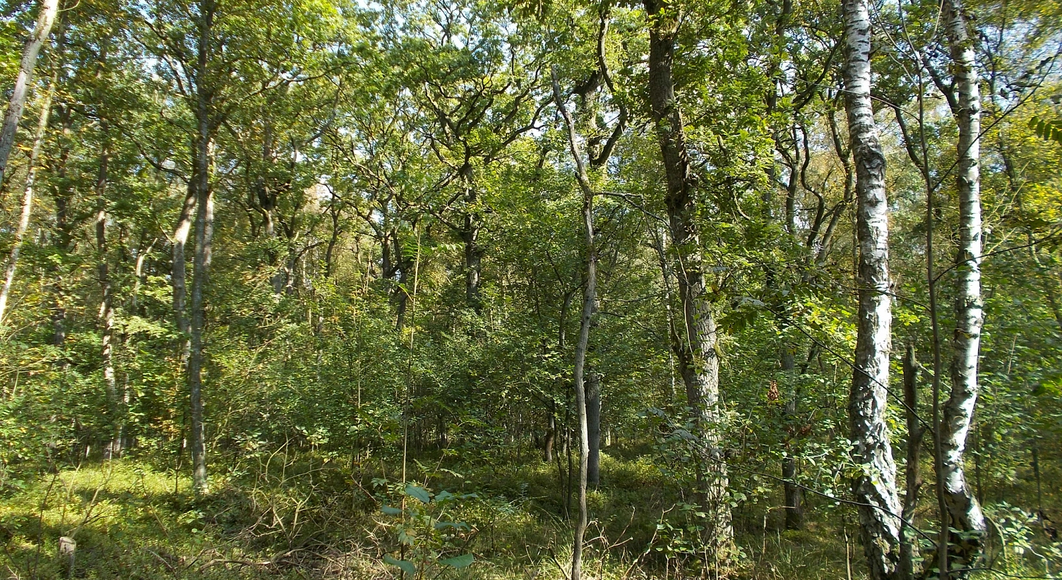 Blick in das Naturschutzgebiet Birken-Eichenwald bei Sangenstedt