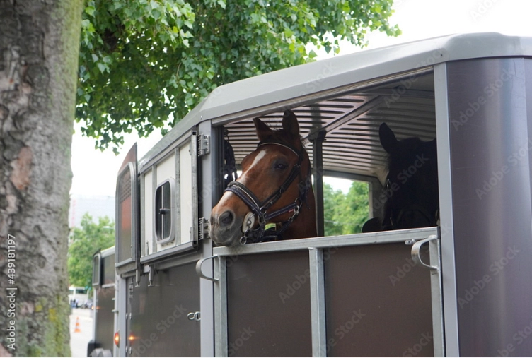 Tiertransport, Pferd, Pferdetransporter © Stock.Adobe.com; adinamnt