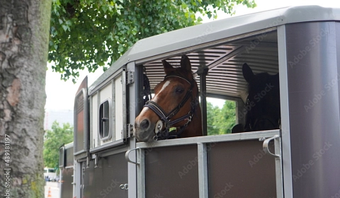 Tiertransport, Pferd, Pferdetransporter