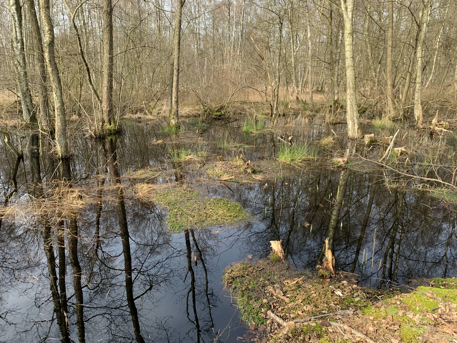 Pool LK Moore bei Rübke Wiedervernässung Moor © Landkreis Harburg
