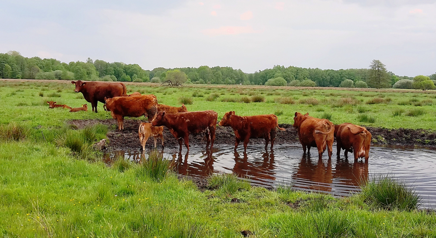 Rinder im Naturschutzgebiet "Obere Wümmeniederung"