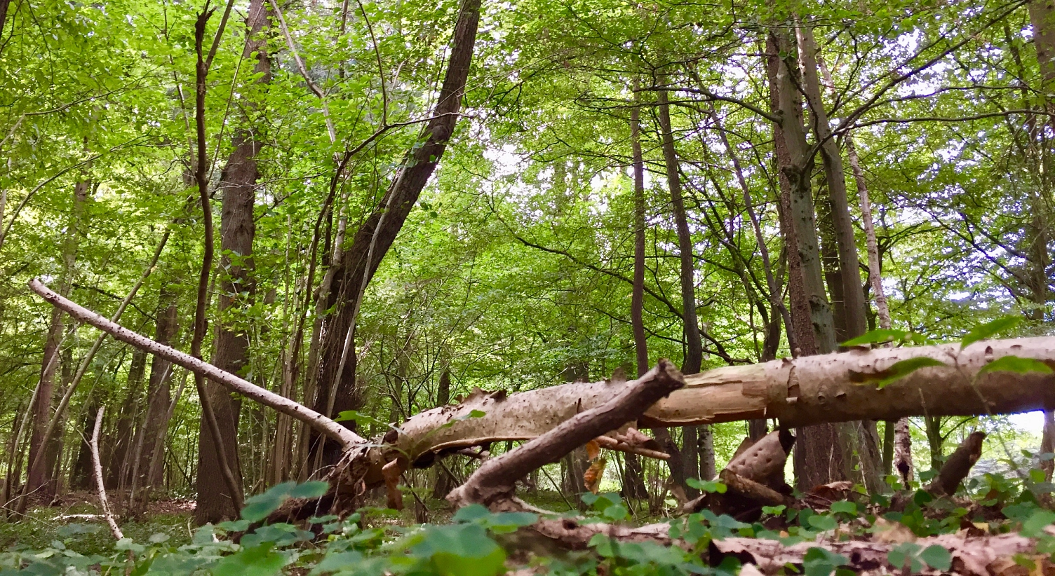 Totholz im Naturschutzgebiet Glüsinger Bruch und Osterbruch